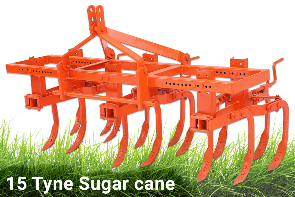 15-Tyne-Sugar-cane